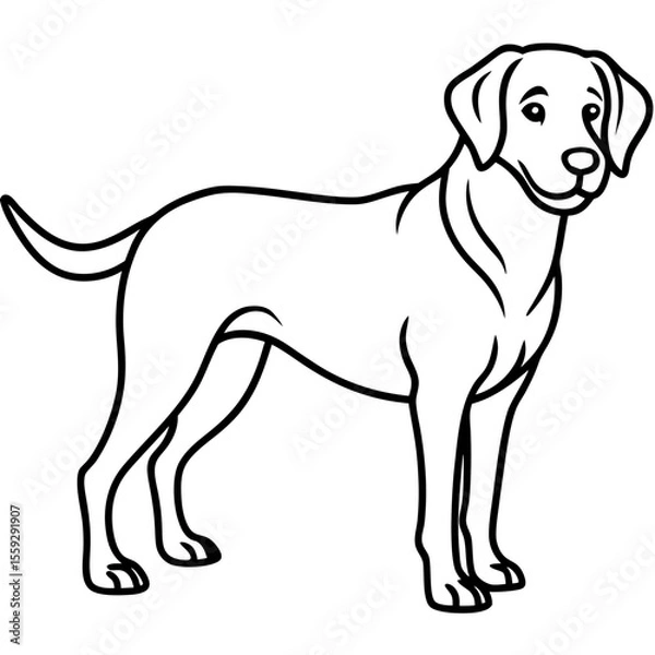 Obraz Chesapeake Bay Retriever Silhouette Vector