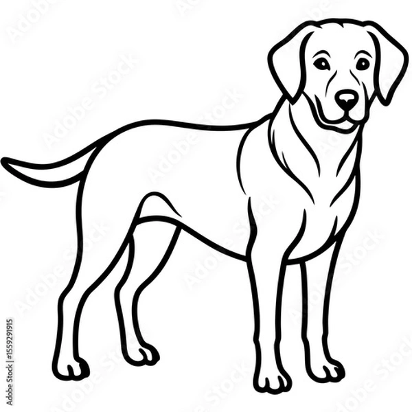 Obraz Chesapeake Bay Retriever Silhouette Vector
