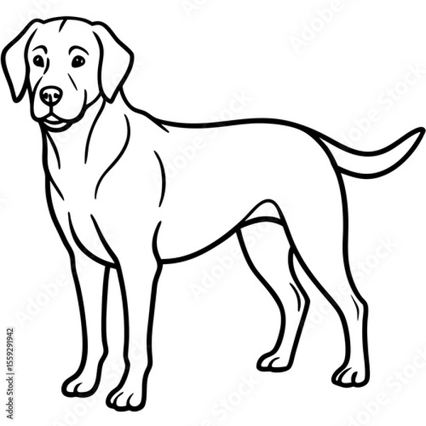 Obraz Chesapeake Bay Retriever Silhouette Vector
