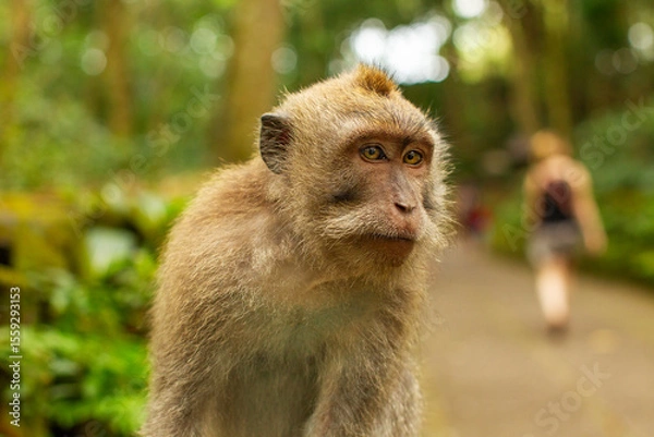 Obraz monkey in the forest