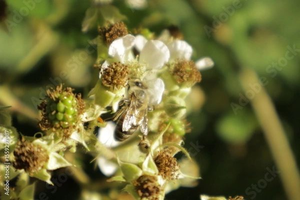Fototapeta A western honeybee (Apis mellifera) feeds on nectar from a soft pink-tinged blackberry flower petal against a dreamy blurred green background