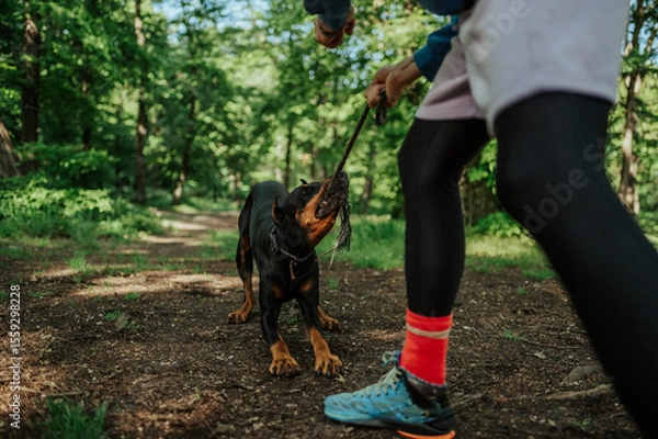Fototapeta Doberman pinscher playing tug of war with owner in forest path