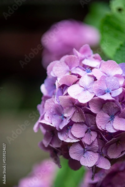 Obraz 鎌倉250625　妙法寺6　紫陽花