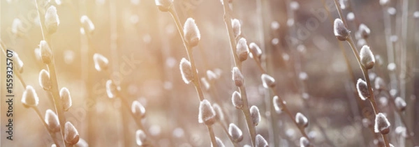 Fototapeta Flowering catkin on willow or brittle willow in the spring forest, banner. Selective focus closeup