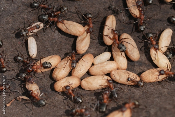 Fototapeta Closeup on a group of Blood-red  ant, Formica sanguinea workers with egg capsules