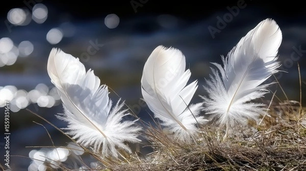 Fototapeta White Feathers on Grass with Blurred Background and Soft Light