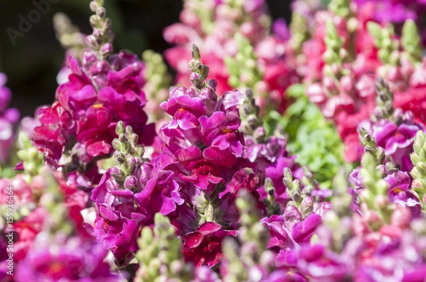 Obraz snapdragon