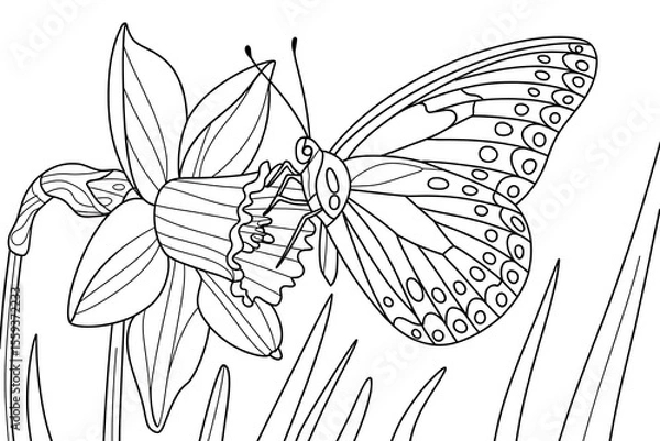 Obraz Butterfly sips nectar from a daffodil.
