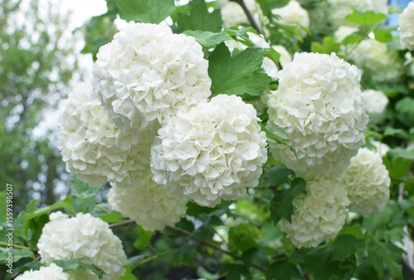 Fototapeta White inflorescences of common viburnum in the spring garden. Ornamental viburnum viburnum opulus, viburnum Boul de Neige.