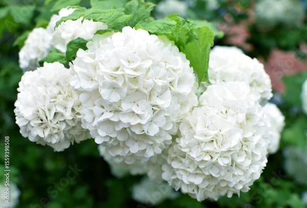 Fototapeta White inflorescences of common viburnum in the spring garden. Ornamental viburnum viburnum opulus, viburnum Boul de Neige.