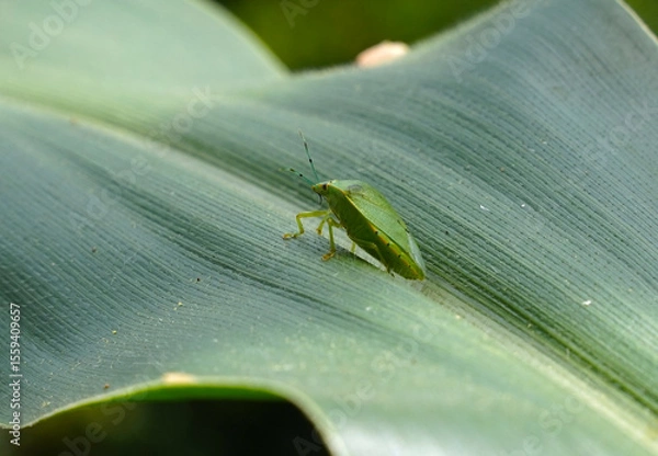Fototapeta Green bug, Nezara virudula or green stink bug on a corn leaf in Costa Rica