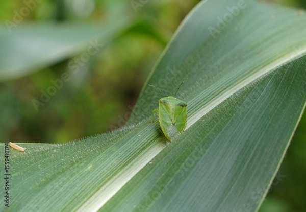 Fototapeta Green bug, Nezara virudula or green stink bug on a corn leaf in Costa Rica