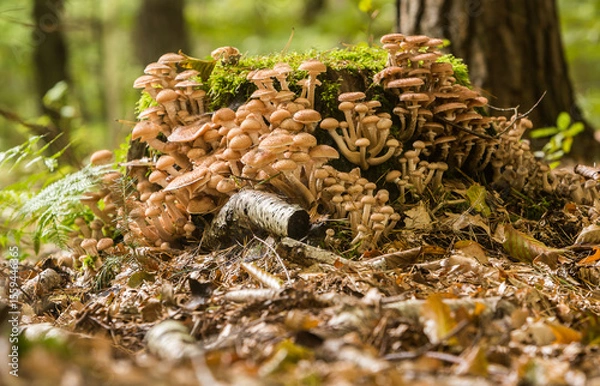 Obraz Grzyby leśne, opieńka miodowa. Armillaria mellea