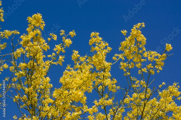 Fototapeta Palo Verde Tree Flowers/Blossoms with Blue Sky4