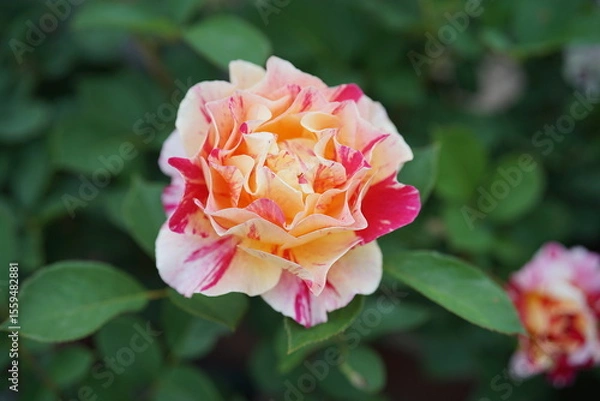 Obraz ピンクの斑入りのバラ一輪