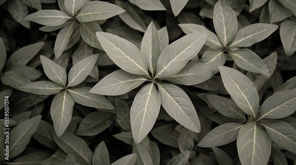 Fototapeta Elegant Greyscale Leaf Pattern Botanical Background