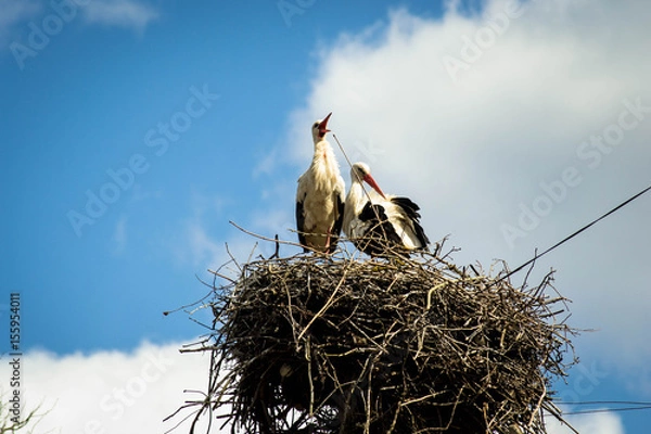 Obraz  Storks