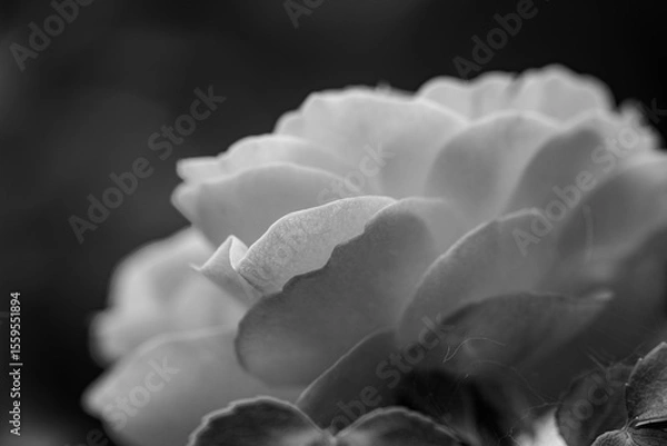 Fototapeta A close-up shot of a black and white monochromatic rose with distinct layers, interweaving light and shadow, perfect for creative projects, wallpapers, and art.