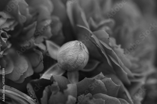 Fototapeta A close-up shot of a black and white monochromatic rose with distinct layers, interweaving light and shadow, perfect for creative projects, wallpapers, and art.