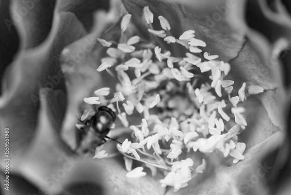 Fototapeta A close-up shot of a black and white monochromatic rose with distinct layers, interweaving light and shadow, perfect for creative projects, wallpapers, and art.