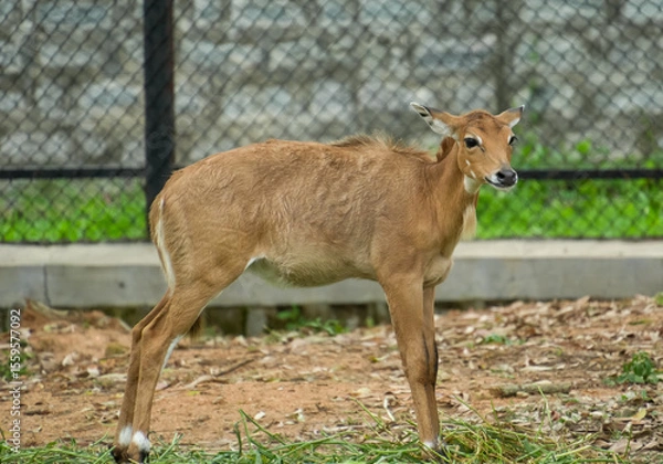 Fototapeta Lonely Young brown deer standing in the zoo safari isolated