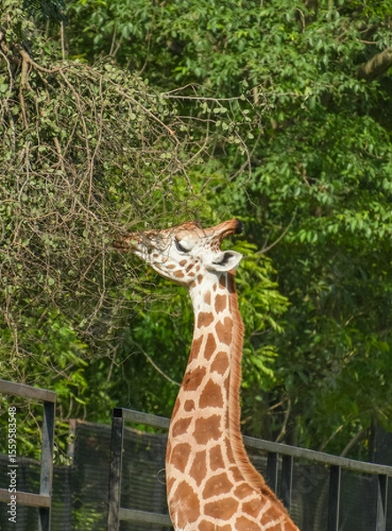 Obraz giraffe in the zoo
