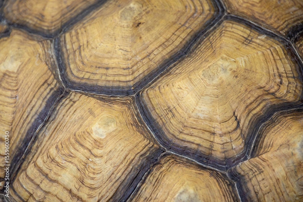 Obraz macro shot of a tortoise shell, showcasing its unique patterns and natural textures