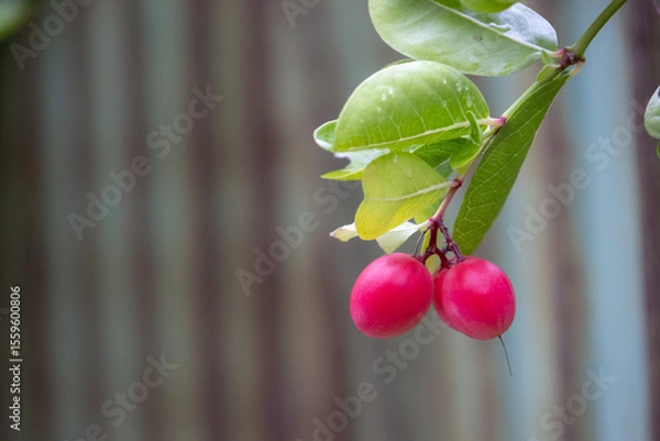 Obraz Vibrant red Carissa carandas (Karonda) fruits hang from green branches with glossy leavesetal background.