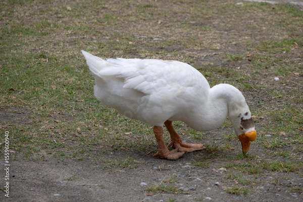 Obraz close-up of a white goose with an orange beak, head down, foraging on the ground for food.