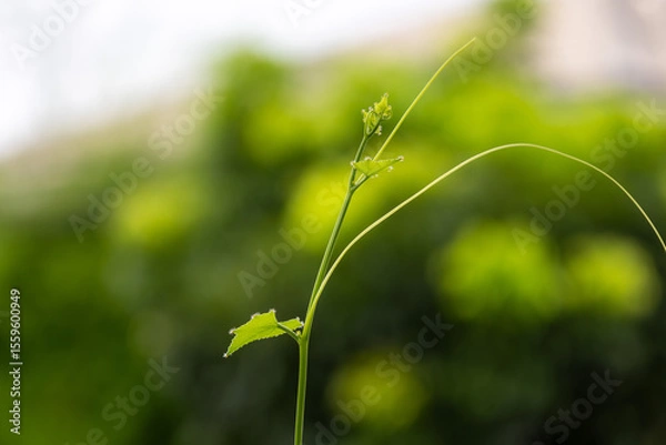 Obraz close-up shot of a delicate, young green shoot with small leaves and tendrils reaching upwards