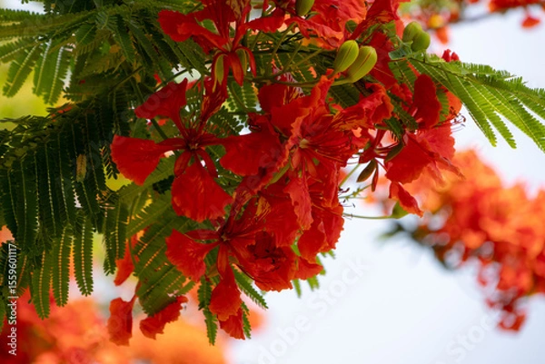 Obraz bright orange-red flowers of the Flamboyant tree (Delonix regia), also known as Royal Poinciana or Flame tree.