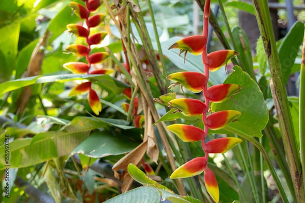 Obraz vibrant Heliconia rostrata flowers, also known as Lobster Claw or False Bird of Paradise.