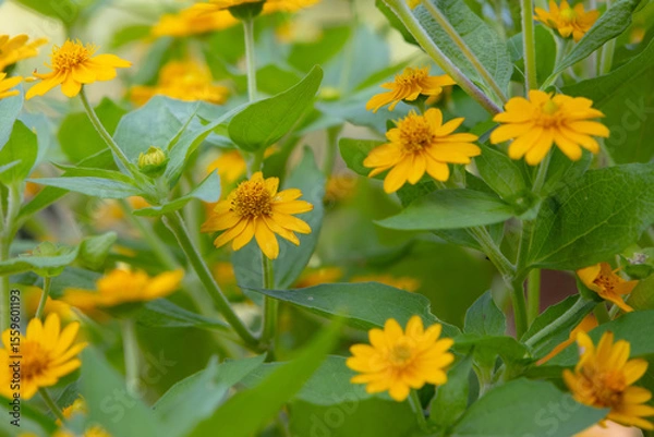 Obraz bright yellow Dahlberg Daisy (Thymophylla tenuiloba), also known as Golden Fleece or Pricklyleaf.