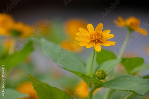 Obraz close-up shot of bright yellow Melampodium divaricatum flowers, also known as Butter Daisies.