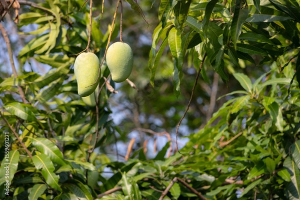 Obraz close-up shot of several unripe, green mangoes hanging from a branch of a mango tree.