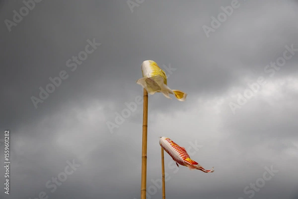 Obraz Two koinobori (carp streamers) flying against a cloudy sky. Traditional Japanese decorations for Children's Day