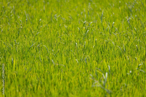 Obraz close-up shot of a lush green rice field. The blades of grass are tall and vibrant, swaying gently in the breeze. The image captures the beauty and tranquility of nature
