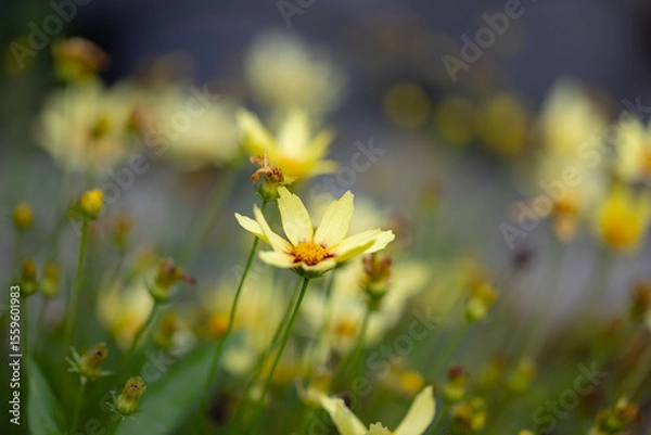 Obraz field of vibrant yellow tickseed flowers basks in the warm sunlight. The delicate petals of each flower