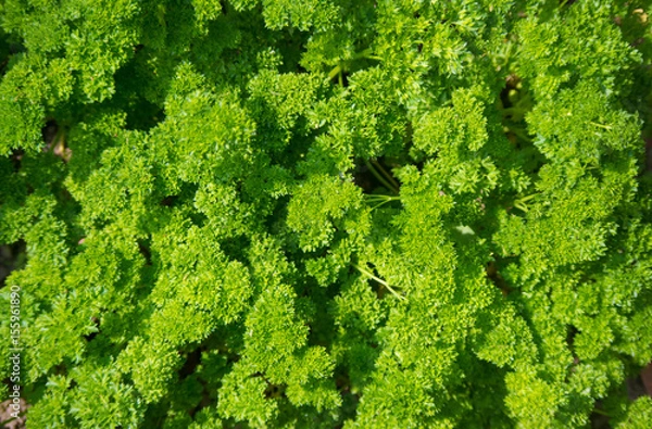 Obraz Pietruszka Naciowa