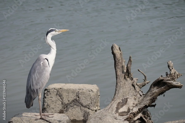 Obraz アオサギ、