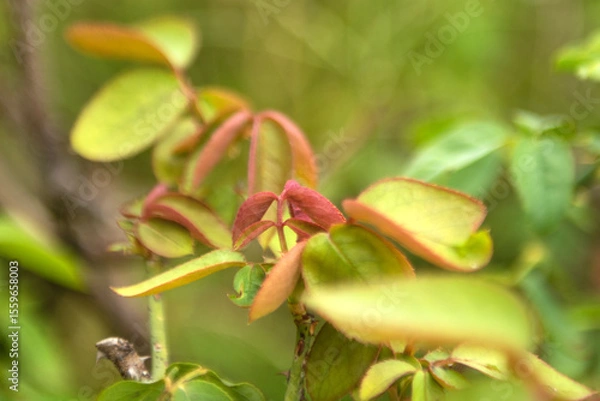 Obraz Soft selective focus on new leaf growth in summer
