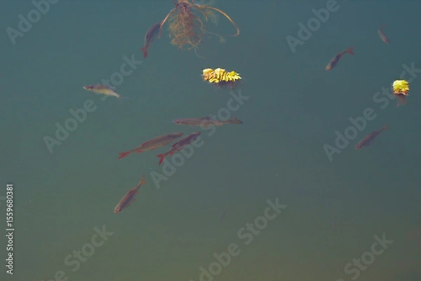 Obraz Small freshwater fish swim in sunny weather in a pond or in a river