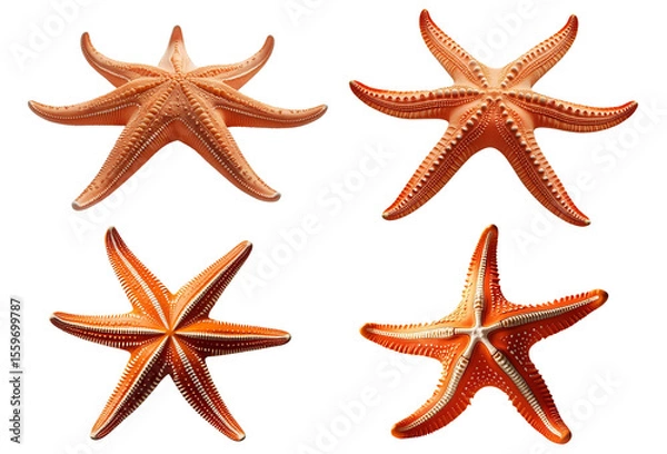 Fototapeta 白背景にオレンジ色のヒトデ