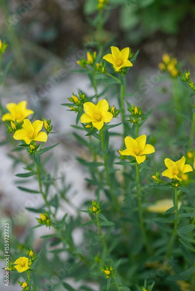 Fototapeta Golden flax in bloom (Linum flavum). Rare and endangered wildflower.