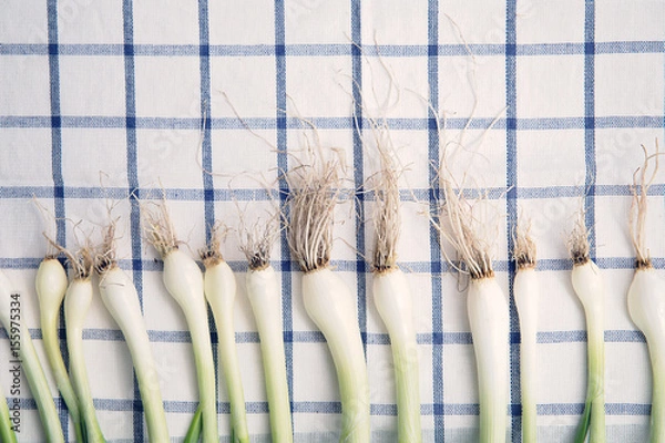 Obraz Young green spring onions on the tablecloth with roots. Fresh garden green scallions.