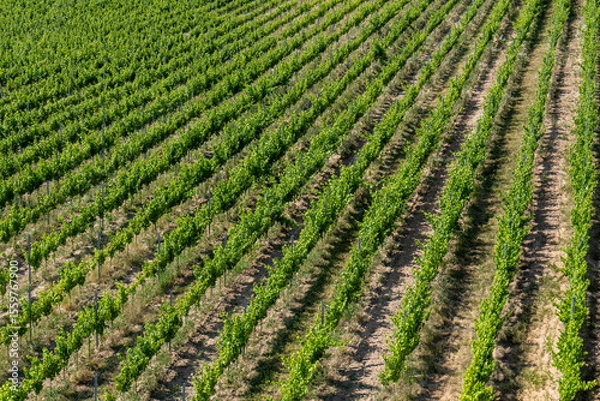 Fototapeta Rows of green grapevines in Tokaj wine region, Slovakia. Well-organized vineyard with visible soil and bright sunlight on a summer day.