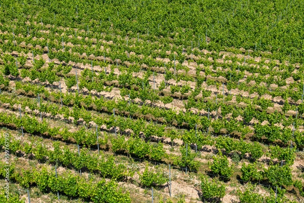 Fototapeta Rows of green grapevines in Tokaj wine region, Slovakia. Vineyard on sunny hillside with visible soil patterns between plants.