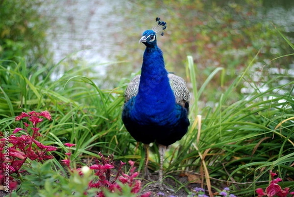 Obraz Beautiful peacock