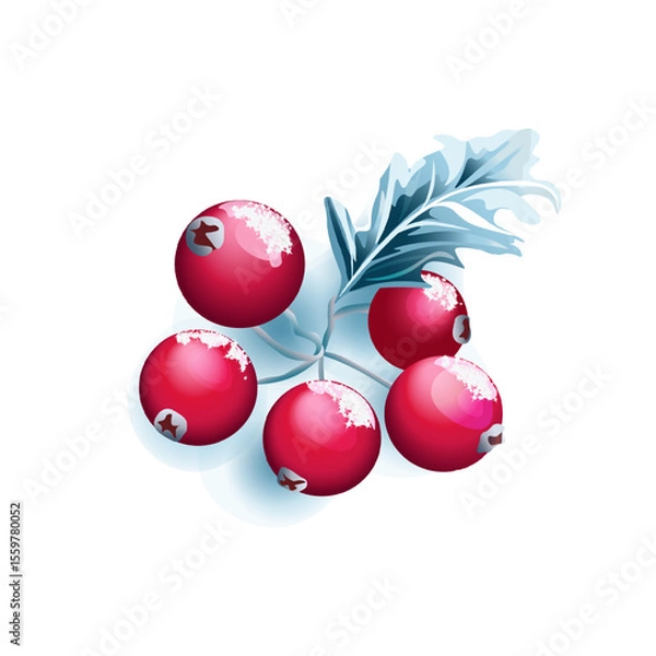 Fototapeta  Holiday Cranberry Branch Illustration. Cluster of red cranberries with icy evergreen leaf winter fruit vector