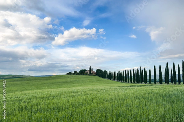 Fototapeta rolling green hills with a row of cypress trees leading to a Tuscan farmhouse under a blue sky with fluffy